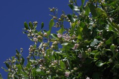 Araujia sericifera