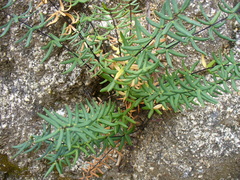 Pellaea ternifolia brandegeei