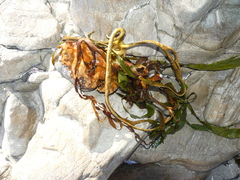 Lessonia trabeculata