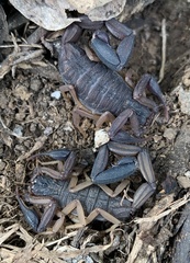 Centruroides margaritatus