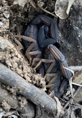 Centruroides margaritatus