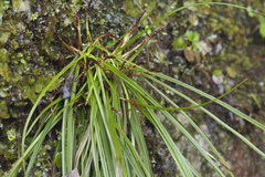Carex digitata