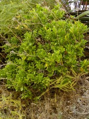 Sinapidendron sempervivifolium