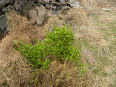 Sinapidendron sempervivifolium