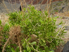 Sinapidendron sempervivifolium