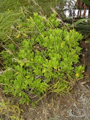 Sinapidendron sempervivifolium