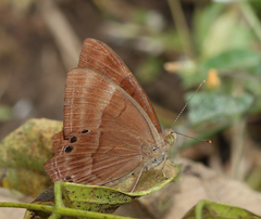 Abisara bifasciata suffusa