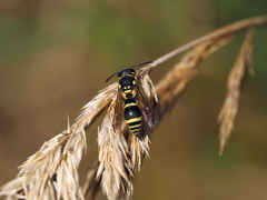 Allodynerus delphinalis