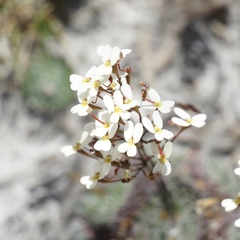 Stylidium piliferum