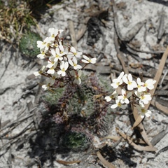 Stylidium piliferum