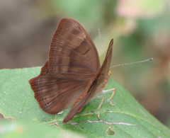 Abisara bifasciata suffusa