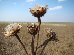 Phalacrachena inuloides