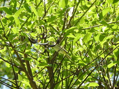 Erythrina crista-galli