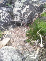 Borodinia macrophylla