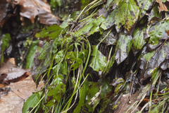 Omphalodes cappadocica