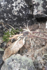 Borodinia macrophylla