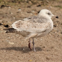 Larus argentatus
