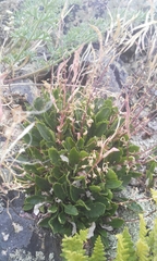 Borodinia macrophylla