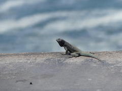 Microlophus atacamensis