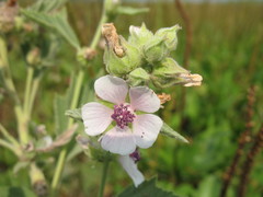 Althaea armeniaca