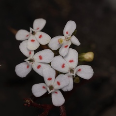 Stylidium guttatum