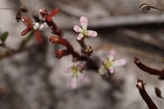 Stylidium despectum