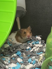 Mesocricetus auratus