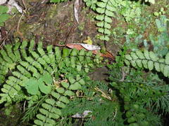 Asplenium blepharodes