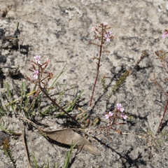 Stylidium assimile