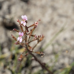 Stylidium assimile