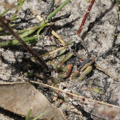 Stylidium assimile