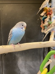 Melopsittacus