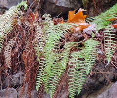 Woodsia caucasica