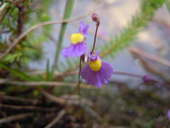 Utricularia welwitschii