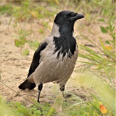 Corvus cornix