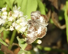 Chiomara georgina georgina