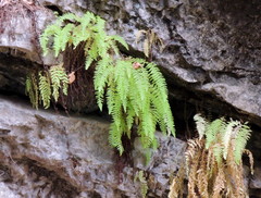 Woodsia caucasica
