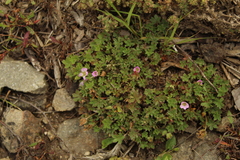 Geranium sibbaldioides elongatum