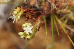 Drosera stelliflora