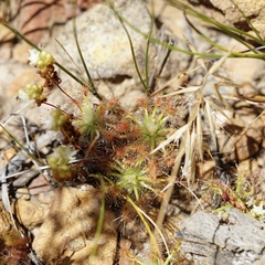 Drosera stelliflora