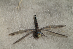 Aeshna caerulea