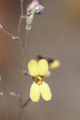 Stylidium luteum