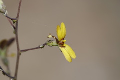 Stylidium luteum