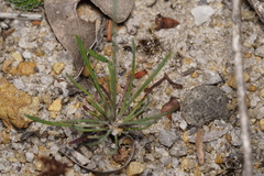Stylidium luteum