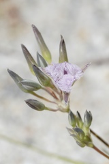 Thysanotus multiflorus