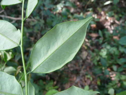 Tetrapleura chevalieri image