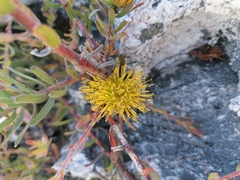 Leucospermum