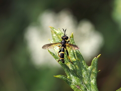 Conops ceriaeformis