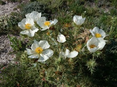 Argemone echinata