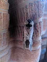 Lophostethus dumolinii